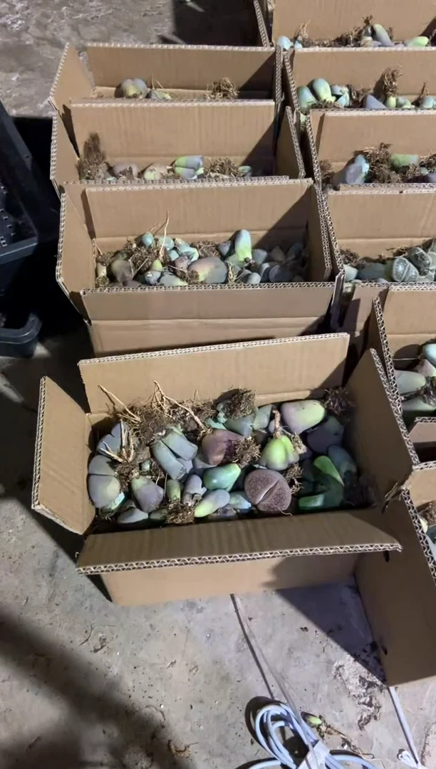 【闪购商品】金玲混生石花2斤装发货有疤瑕疵量拍