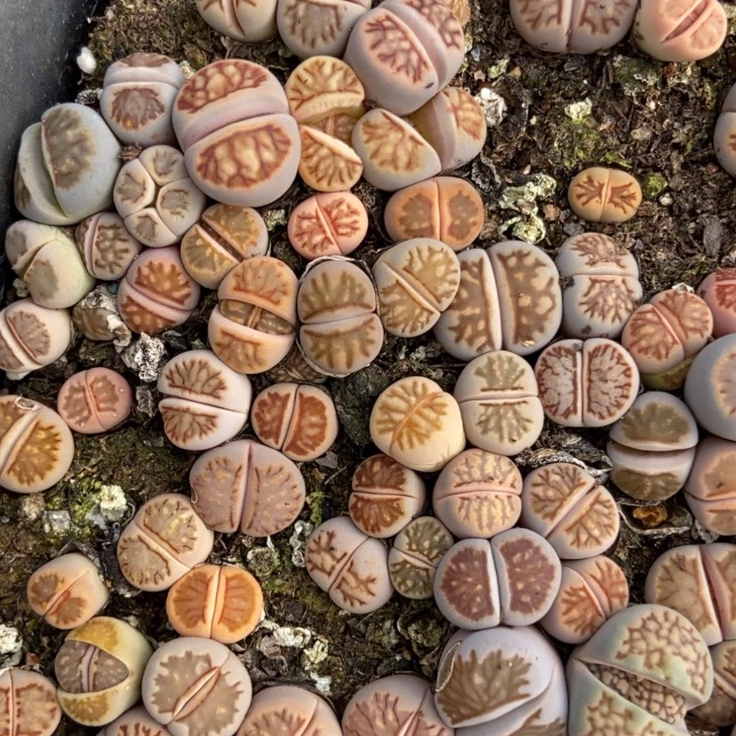 【闪购商品】L****e1179一筐菊带盆土有疤