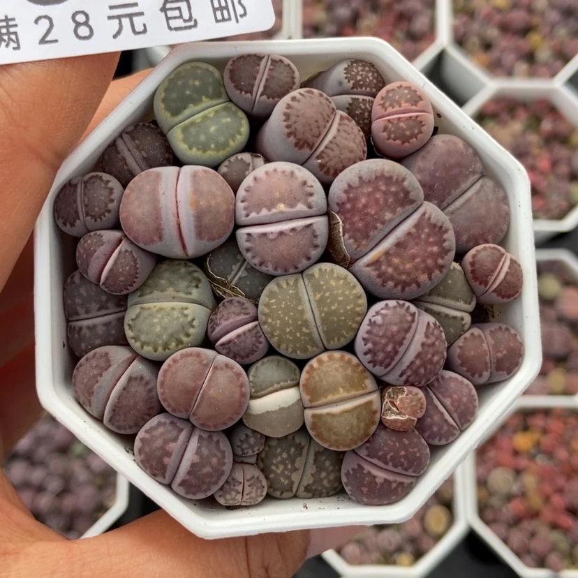 【闪购商品】就***样617一盒