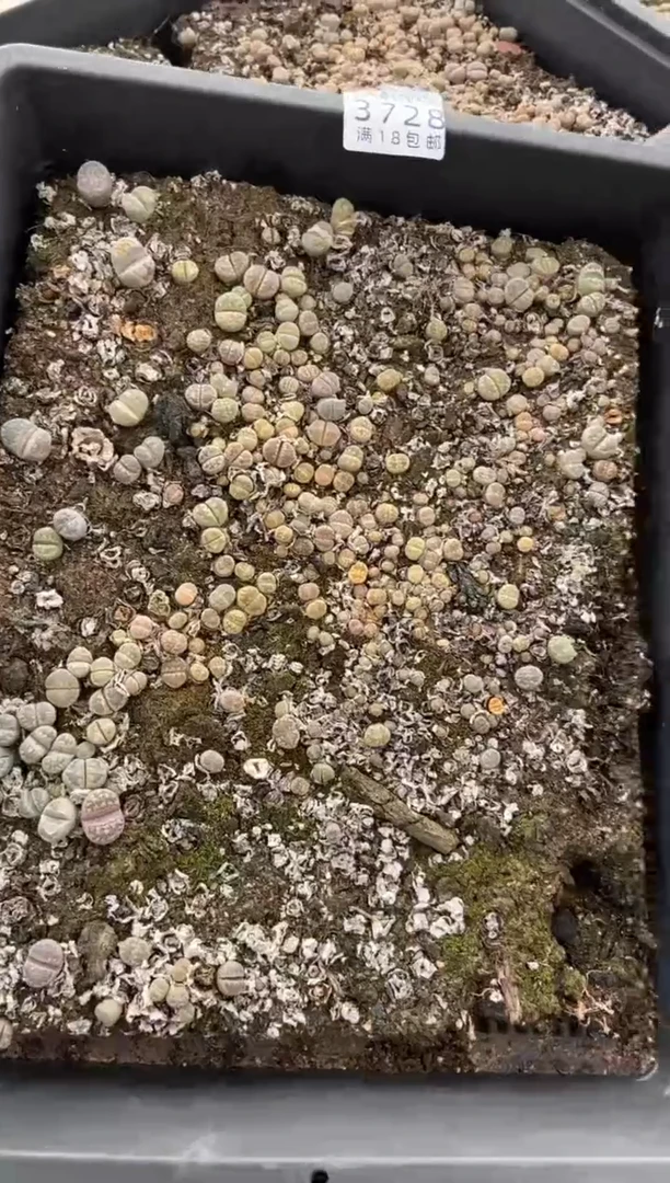 【闪购商品】3728大津绘有疤瑕疵个头小缺水带土发货