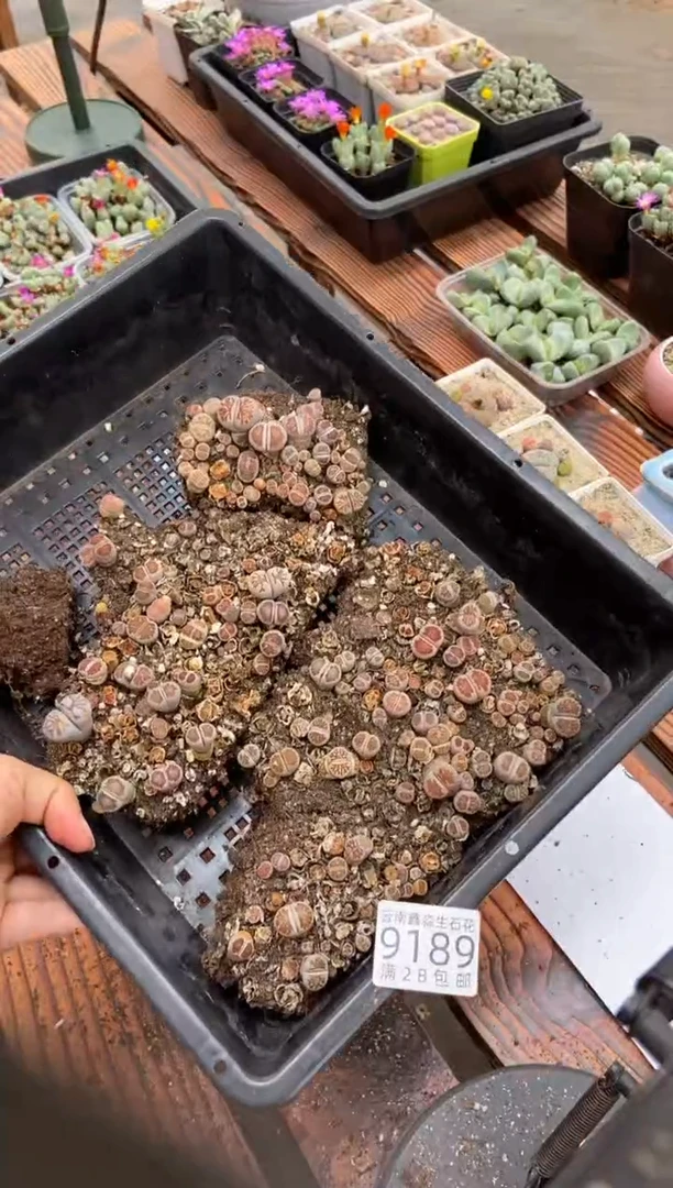 【闪购商品】9189菊纹章个头小稀疏有疤瑕疵