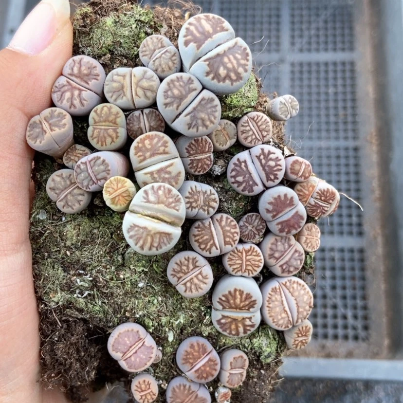 【闪购商品】5324菊切糕