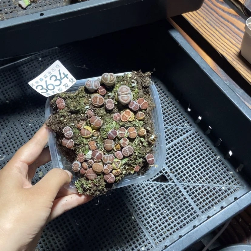 【闪购商品】3236特价菊切糕