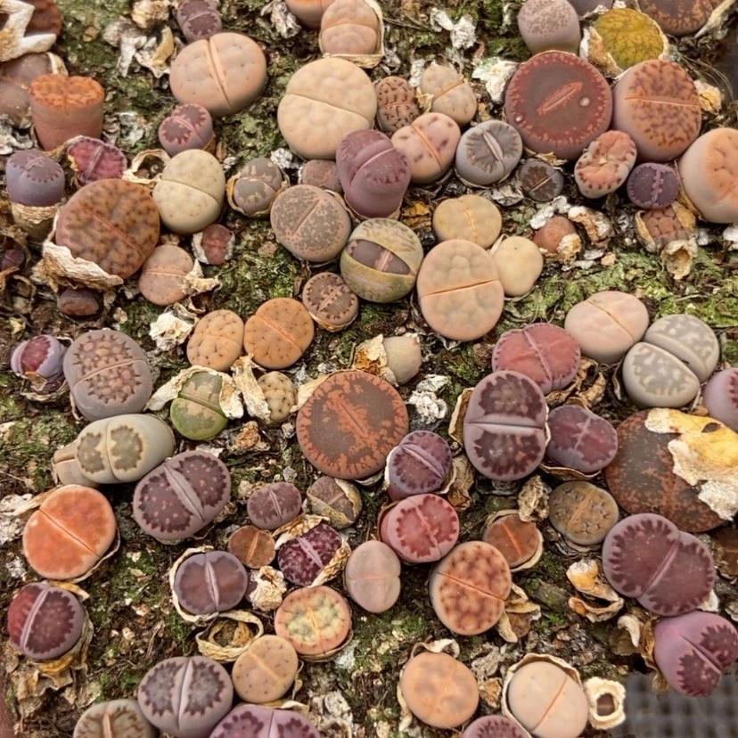 【闪购商品】2630混合切糕