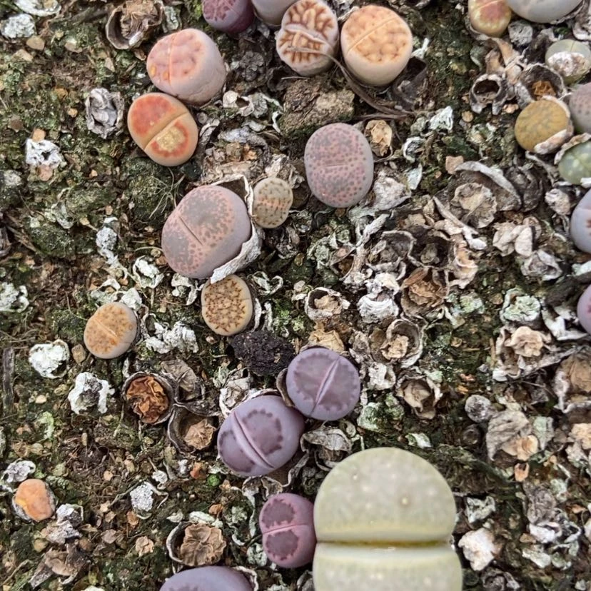 【闪购商品】1800特价混合脱土有疤长腿个头小