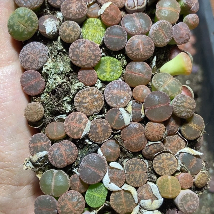 【闪购商品】4161紫熏切糕