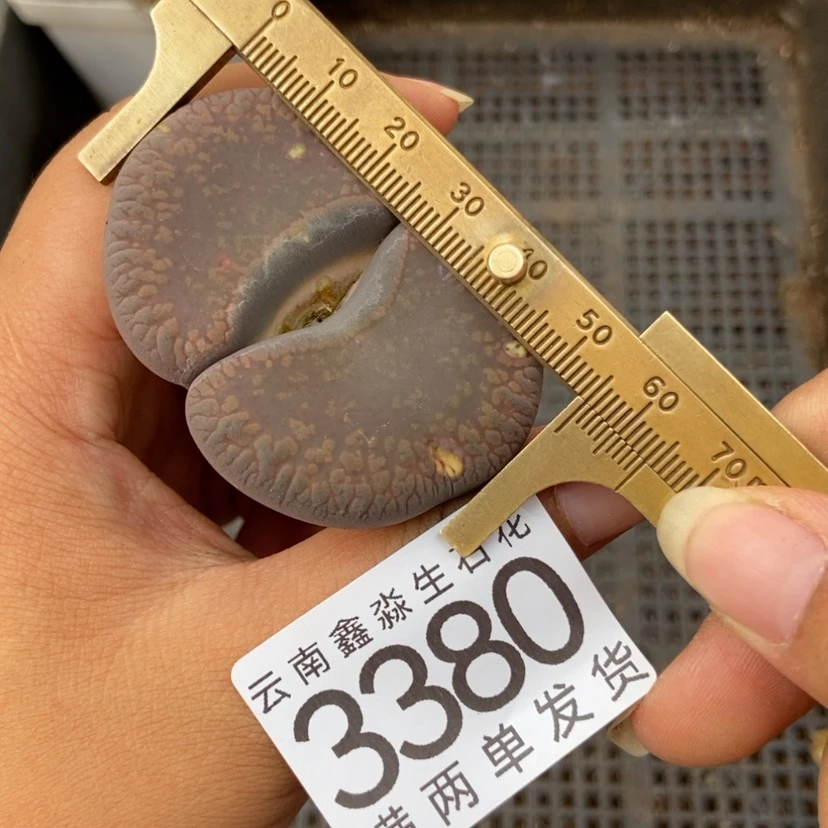 【闪购商品】3380一颗日轮有疤