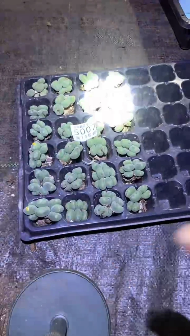 【闪购商品】5007元宝口笛发货3群量拍