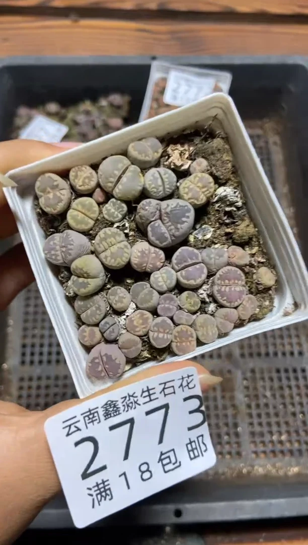 【闪购商品】2773大牙一盒微瑕