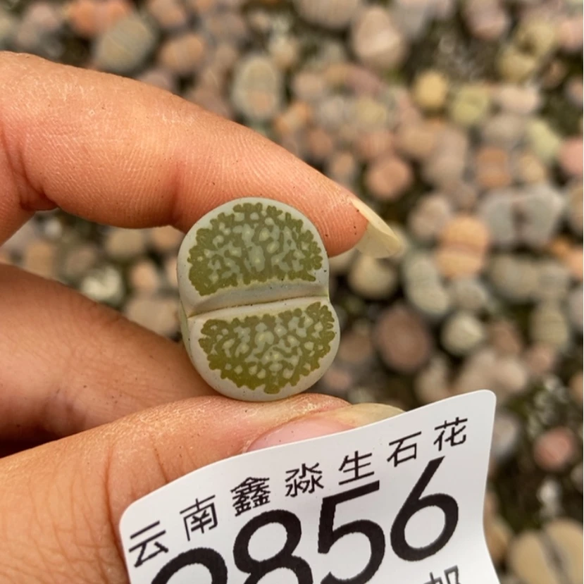 【闪购商品】陈*陈9856一颗