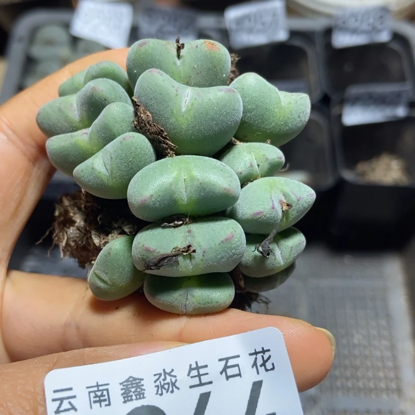 【闪购商品】9264一颗