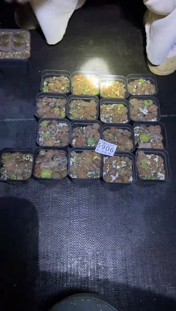 【闪购商品】5906特价混合3盒量拍