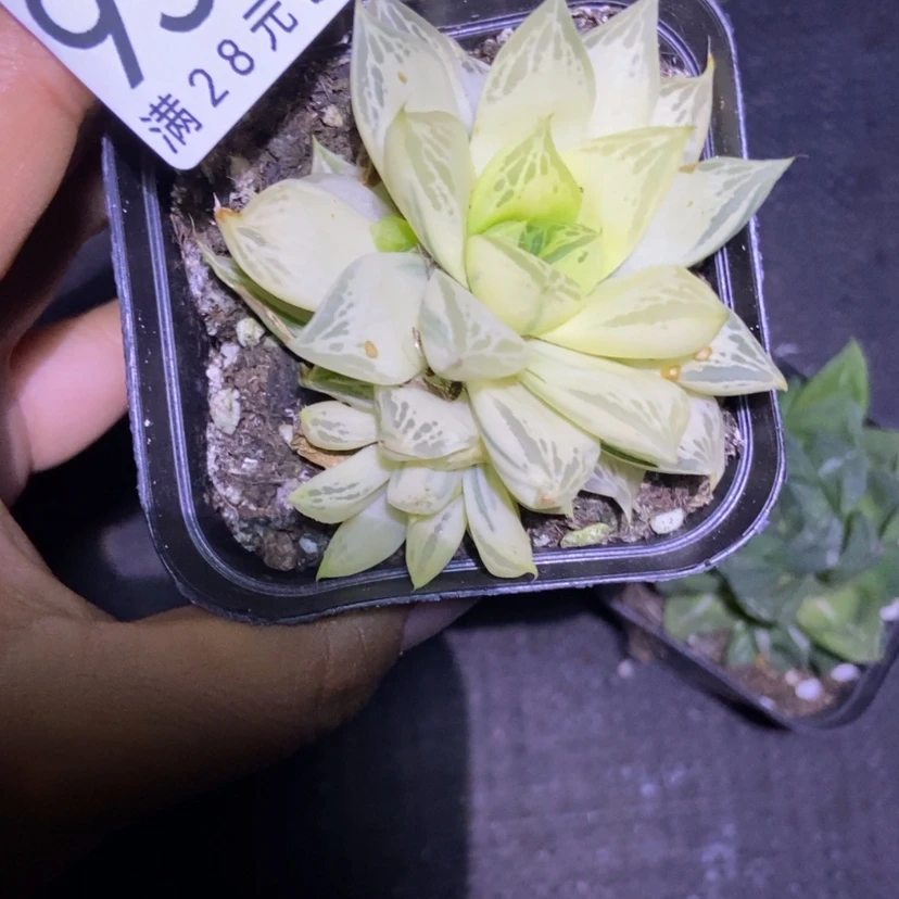 【闪购商品】陈*陈9533一盒