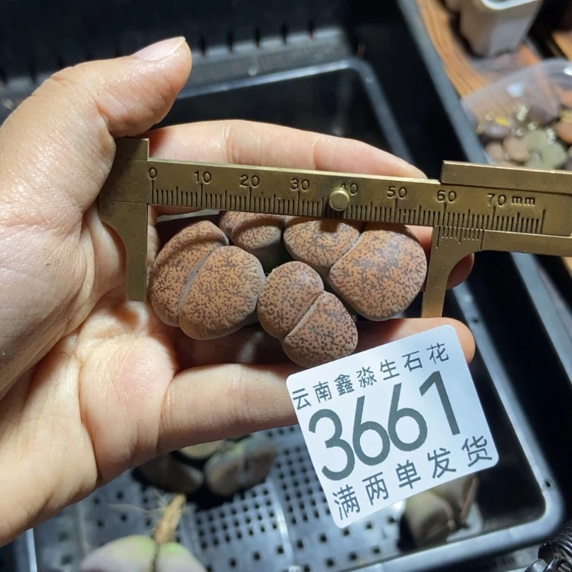 【闪购商品】3661特价1盒群