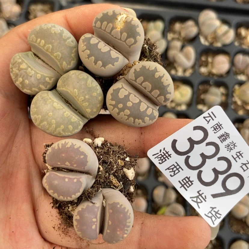 【闪购商品】3339特价大牙3颗