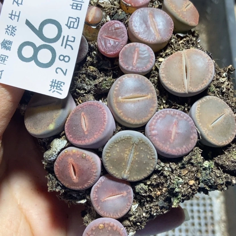 【闪购商品】86日轮切糕
