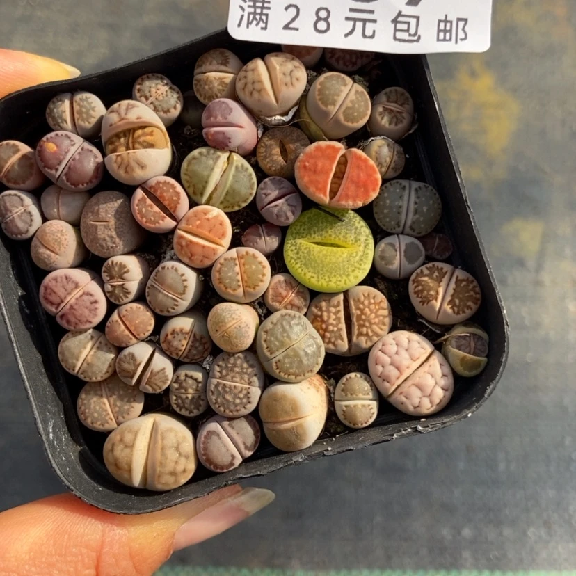 【闪购商品】869一盒