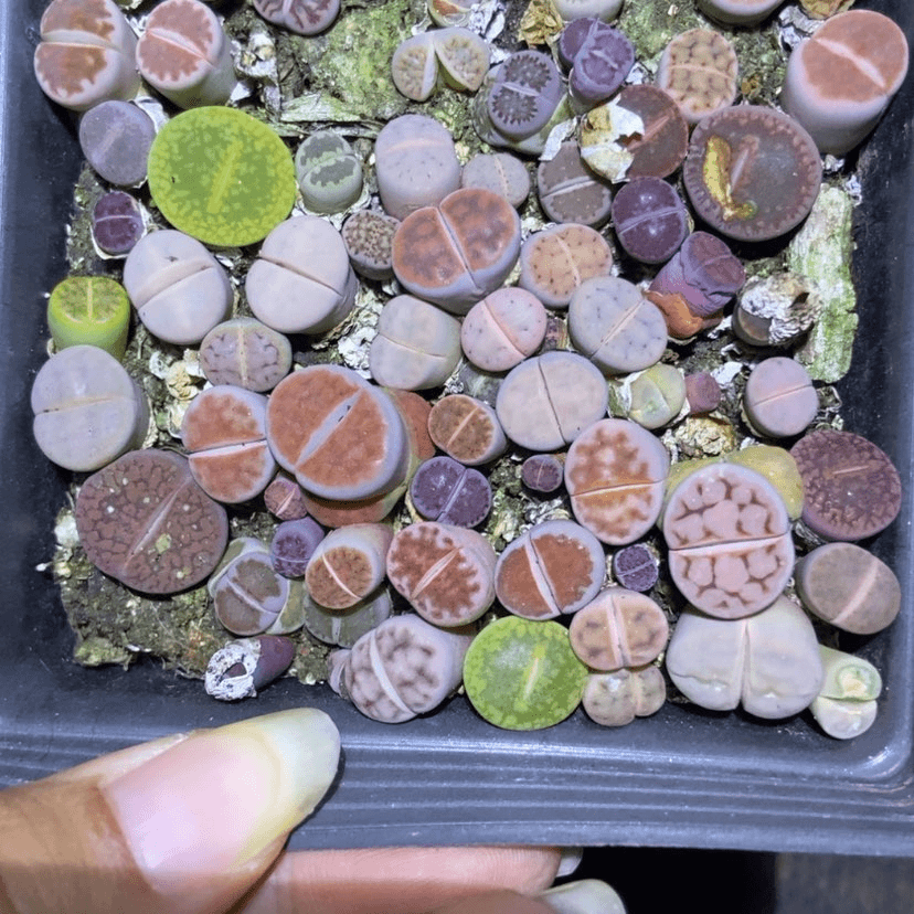 【闪购商品】8104一盒混合
