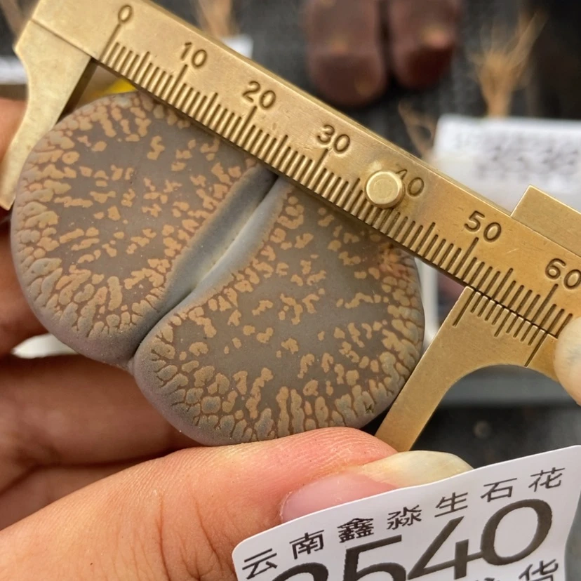 【闪购商品】3540一颗日轮