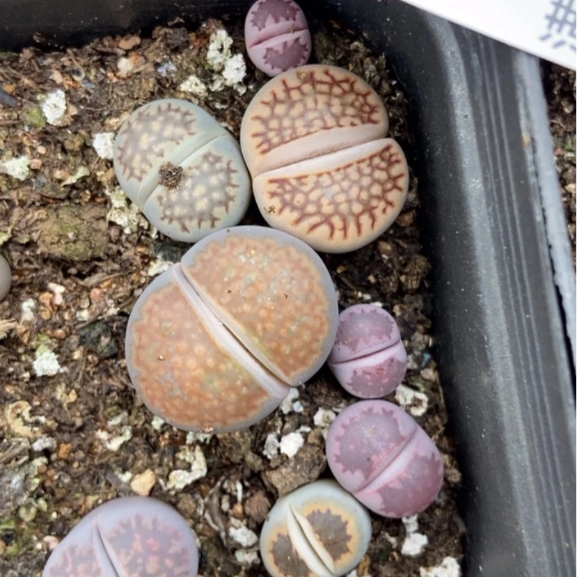 【闪购商品】319四盒脱土特有疤长腿个头小