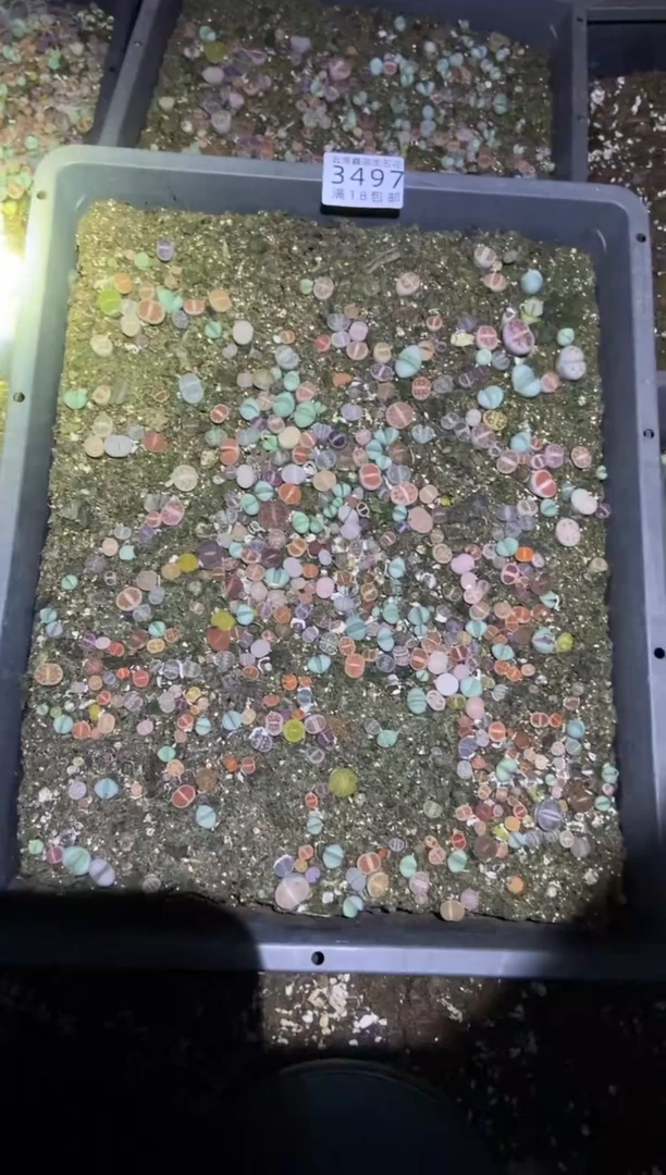 【闪购商品】3497混合一筐带土不带盆有瑕疵