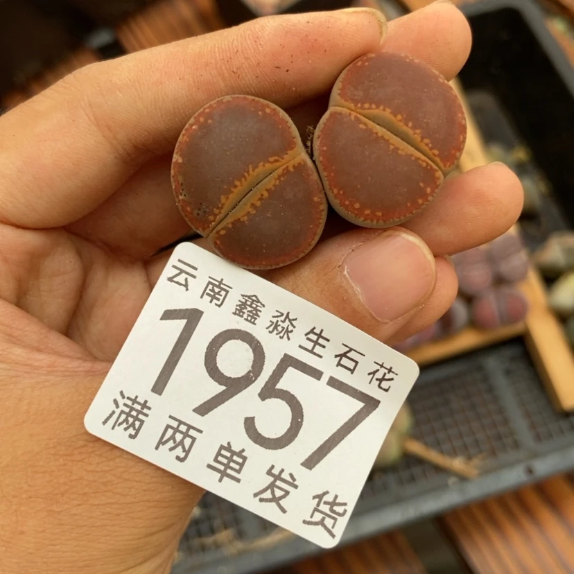 【闪购商品】怪****?1957特价1个