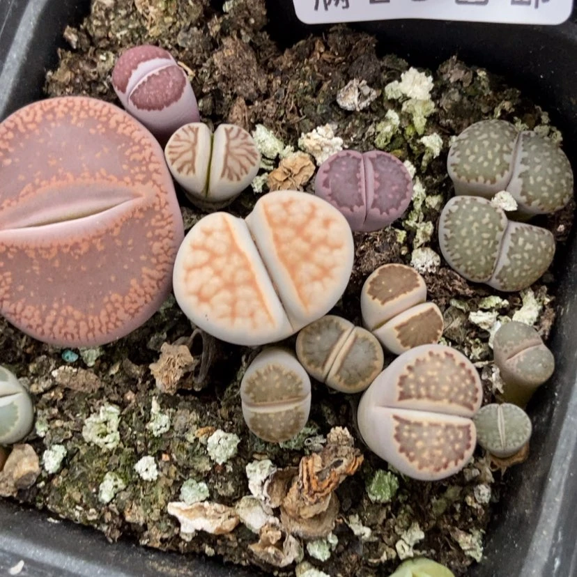 【闪购商品】7特价4盒脱土有疤长腿个头小