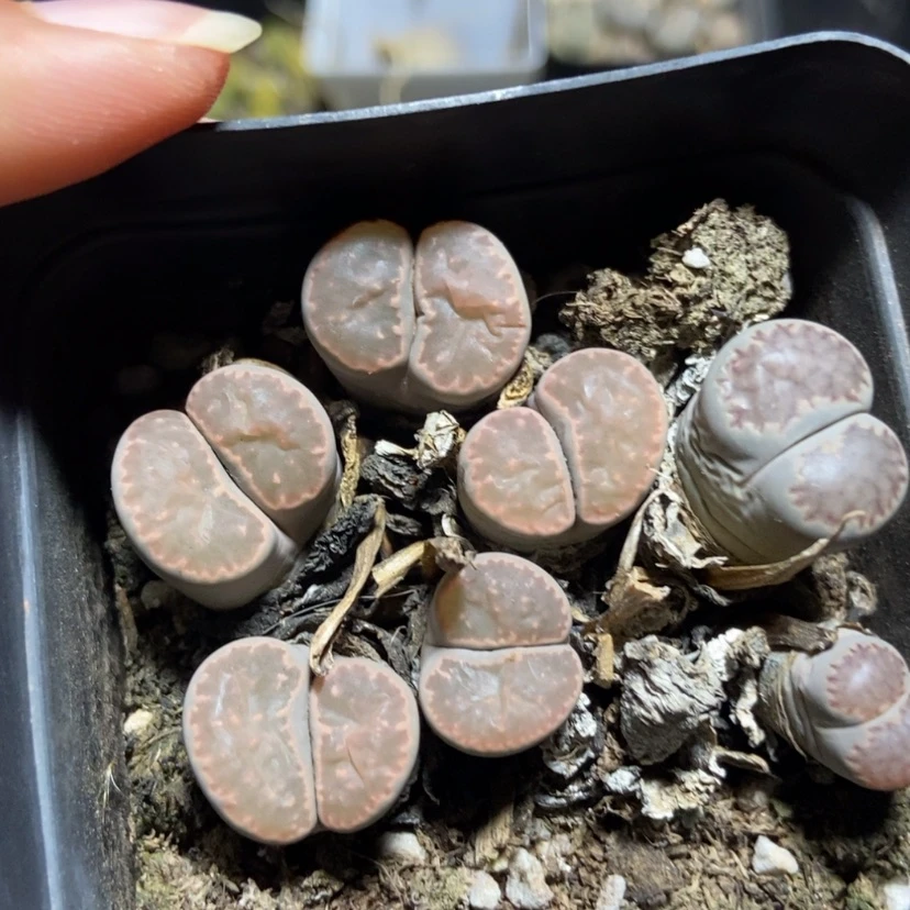 【闪购商品】3913特价一盒群生