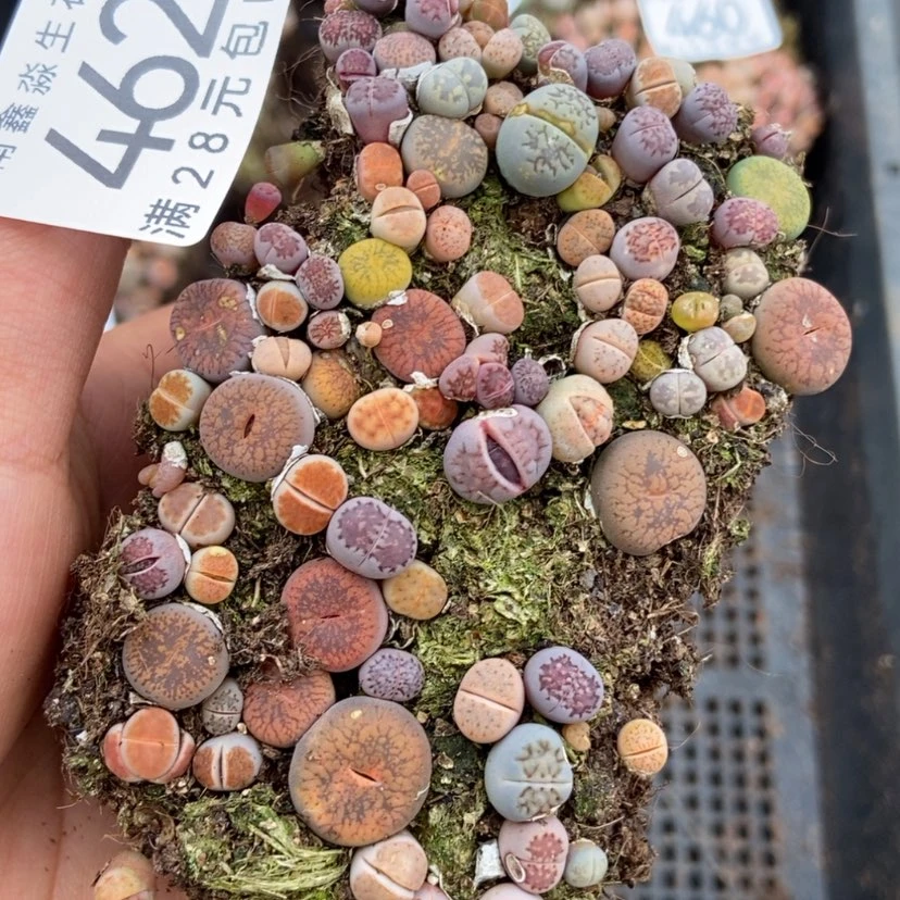 【闪购商品】462混合切糕