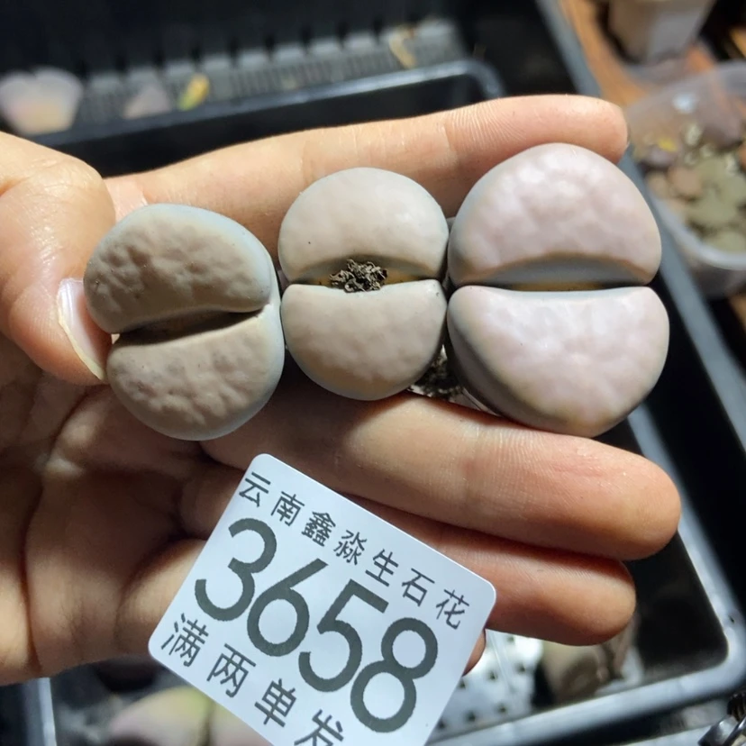 【闪购商品】3658特价3个大美熏疤