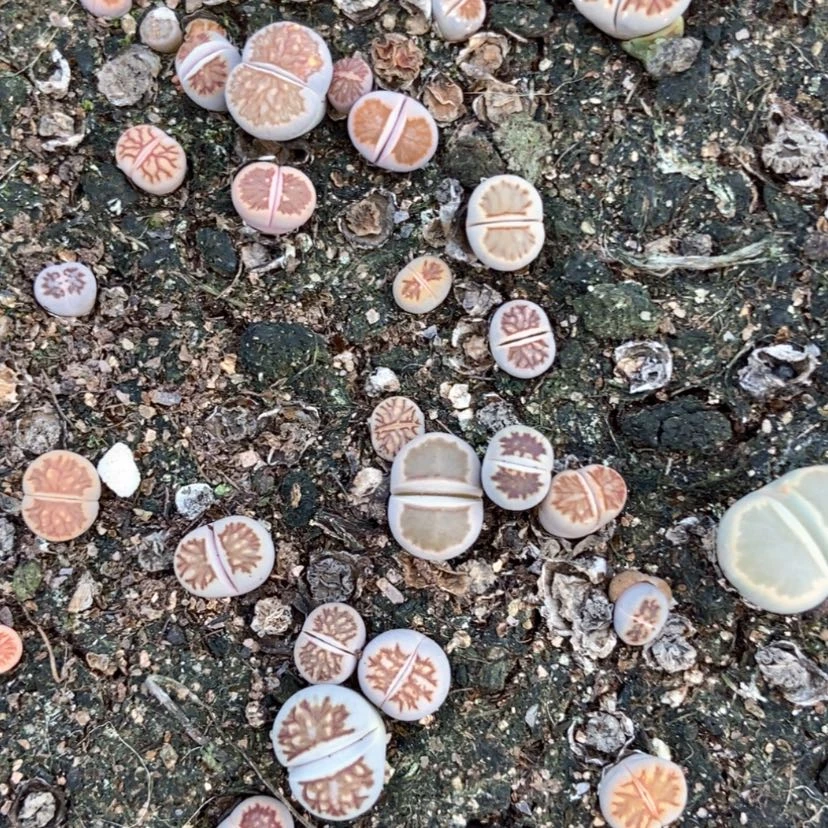 【闪购商品】4215特价菊两框脱土有疤长腿个头小