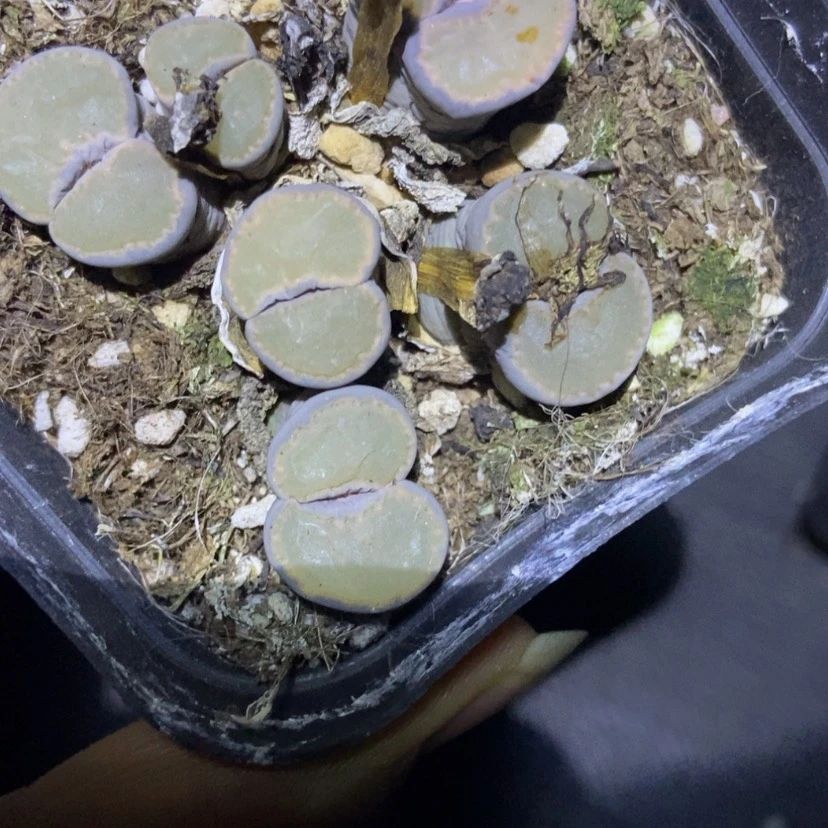【闪购商品】10一盒