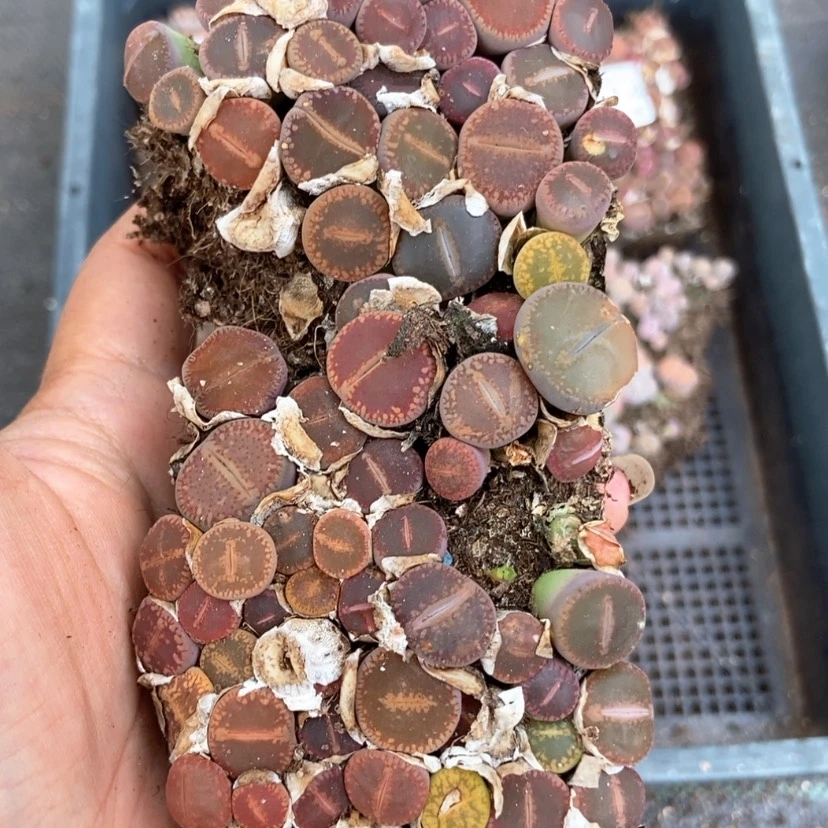 【闪购商品】4428特价日轮切糕有疤