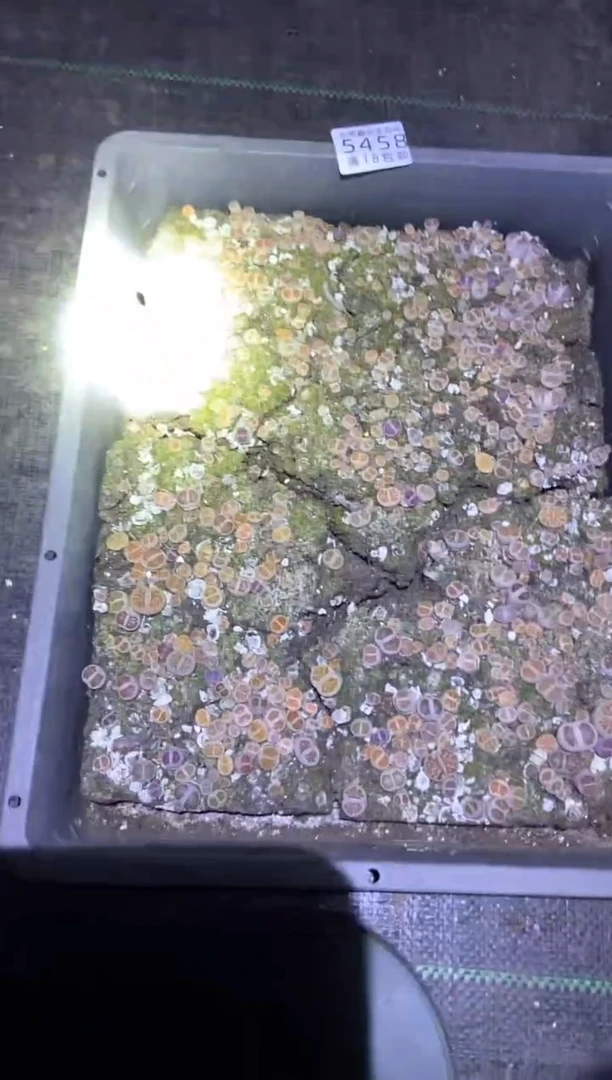 【闪购商品】5458菊一筐带土不带盆有瑕疵