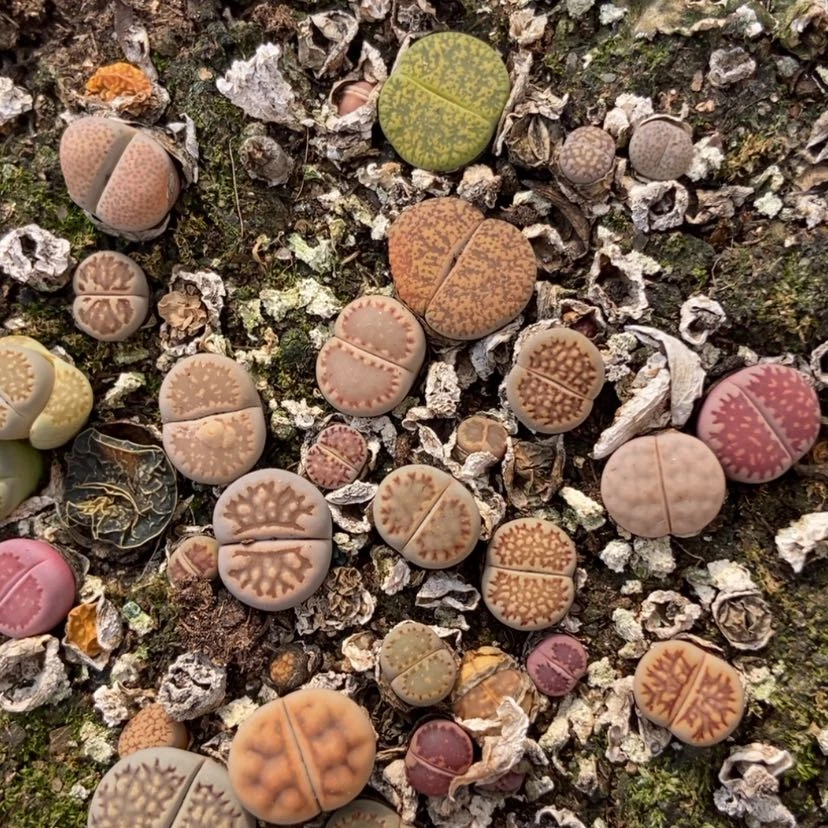 【闪购商品】337特价混合脱土有疤长腿个头小