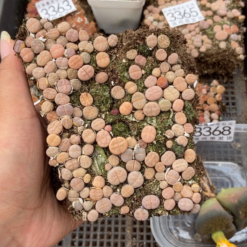 【闪购商品】3369白美熏切糕