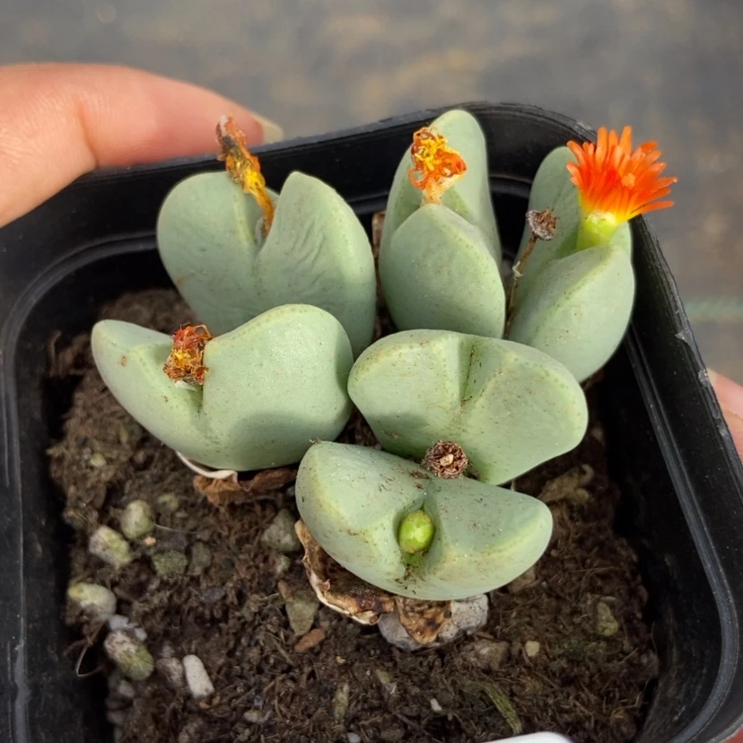 【闪购商品】3874一盒少将