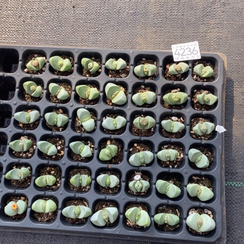 【闪购商品】4236特价6个开花母本量拍