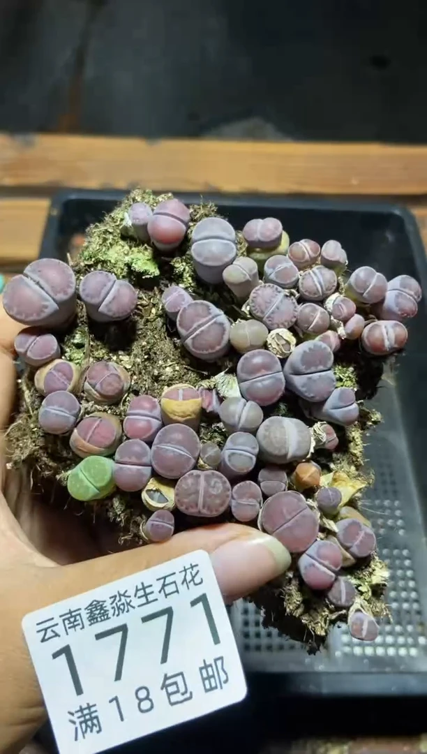 【闪购商品】1771紫色混合切糕有疤瑕疵