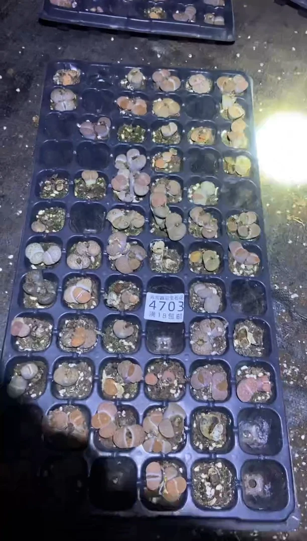 【闪购商品】4703微纹玉有疤瑕疵长腿发货一盘不售后