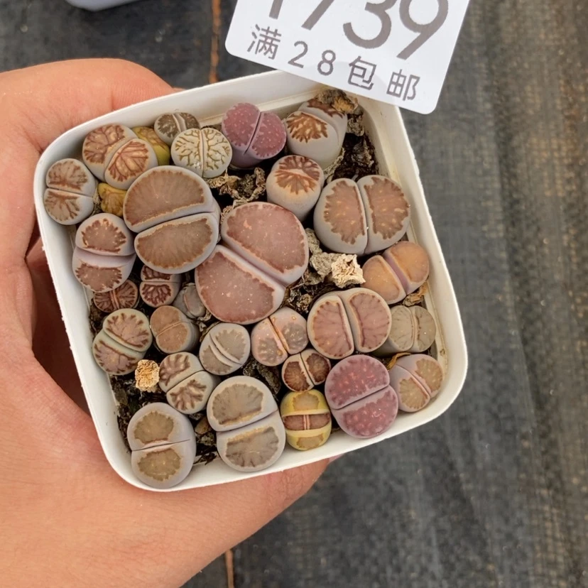 【闪购商品】记****岛1739特价1盒晕染菊