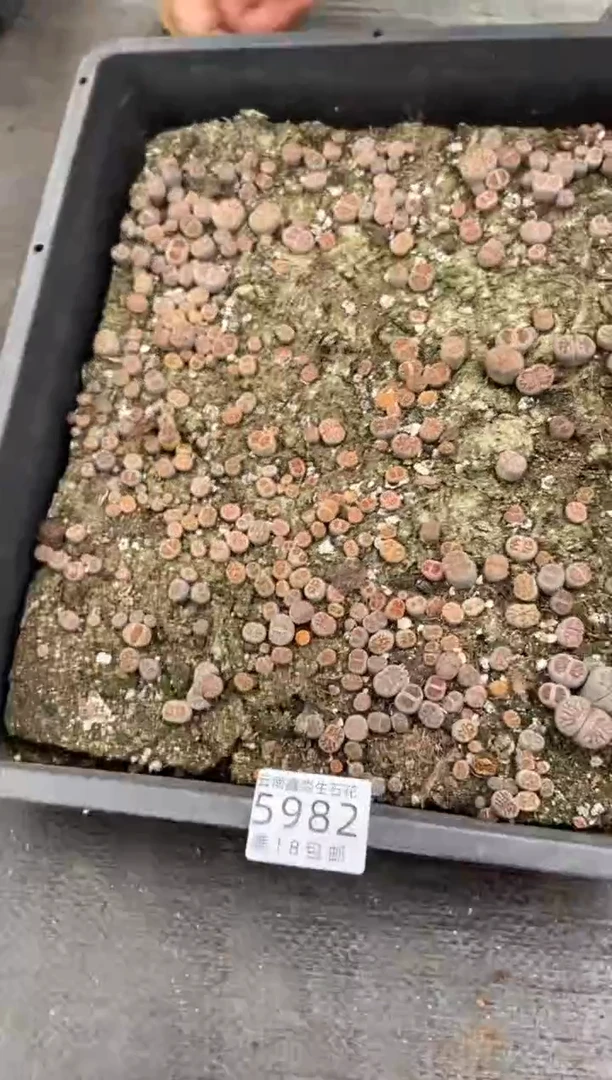 【闪购商品】5982特价菊一筐带土不带盆有瑕疵