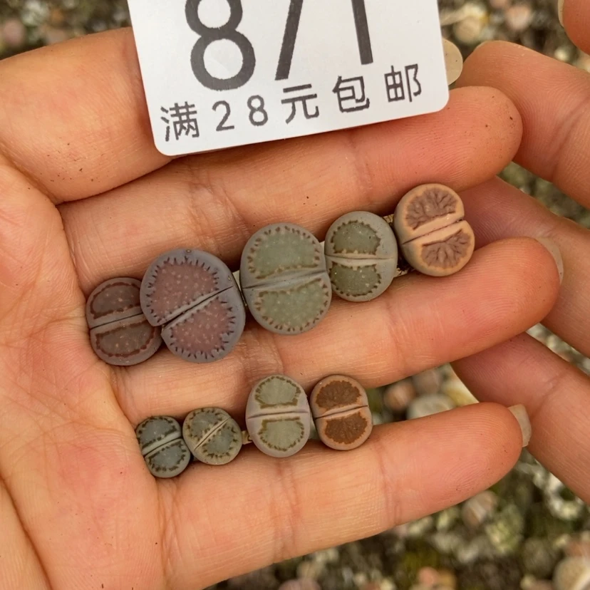 【闪购商品】871特有疤九颗