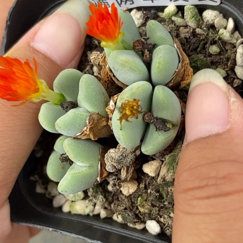 【闪购商品】3307一盒毛将
