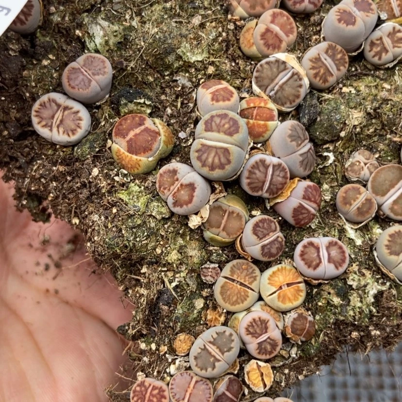 【闪购商品】3359菊切糕