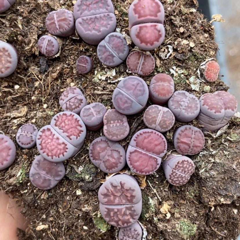 【闪购商品】6447紫混切糕