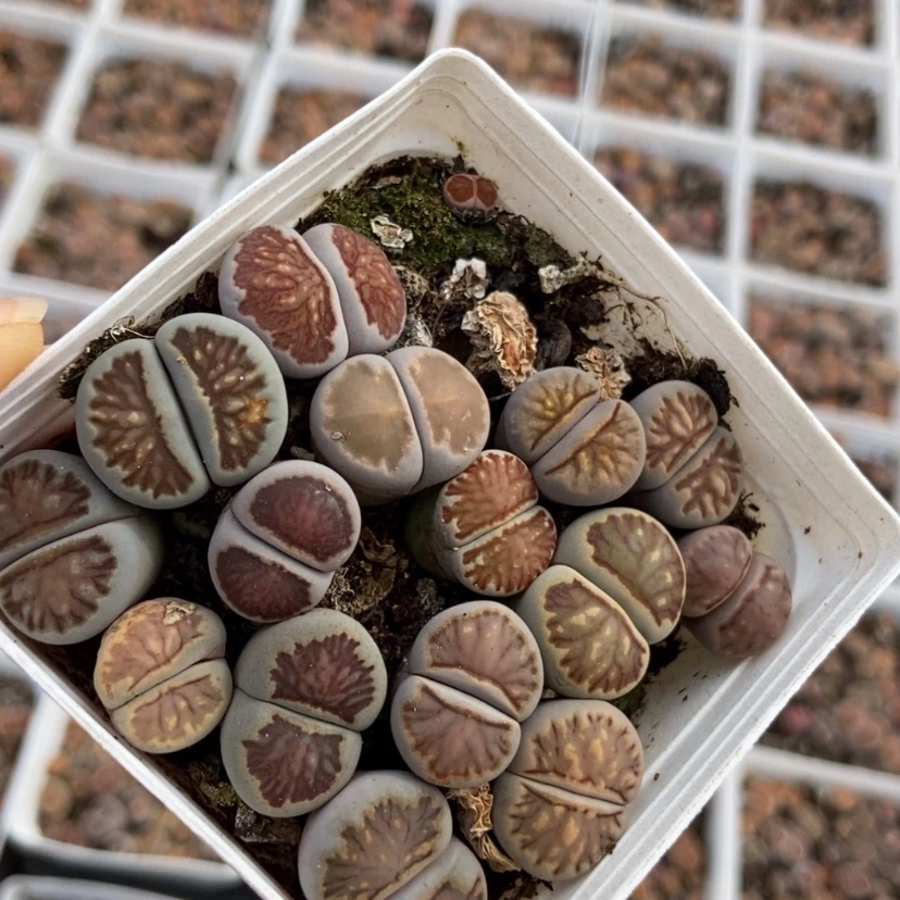 【闪购商品】2285一盒菊长腿