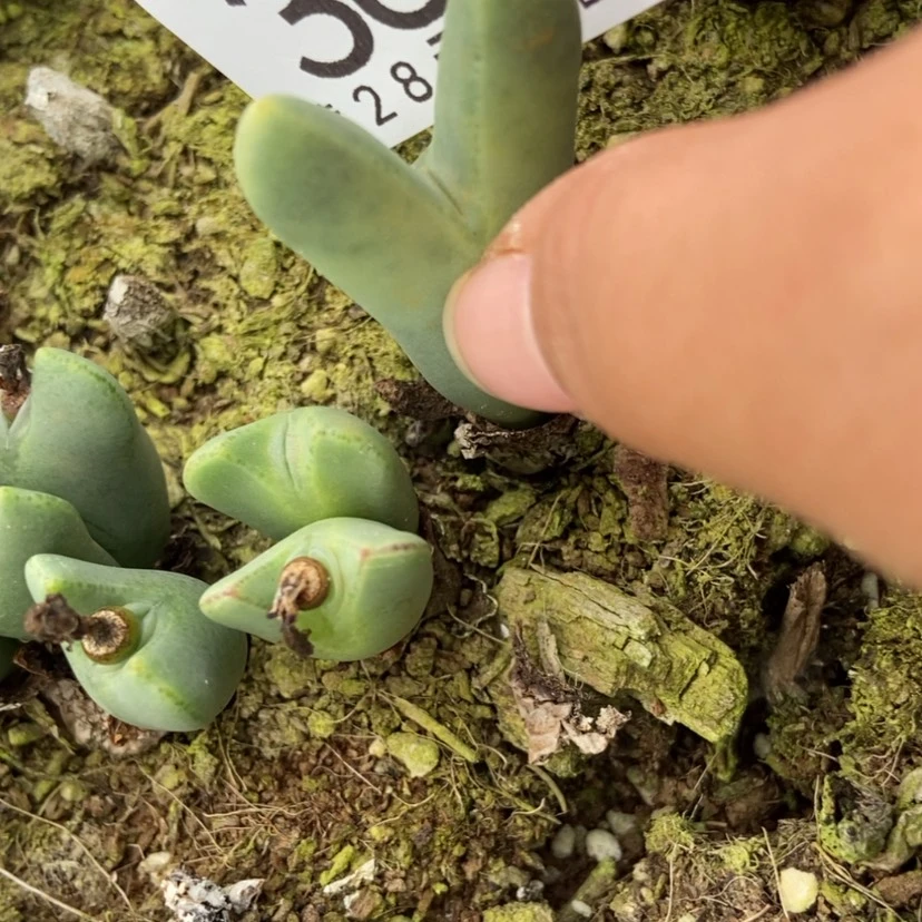 【闪购商品】冇*喵369一颗