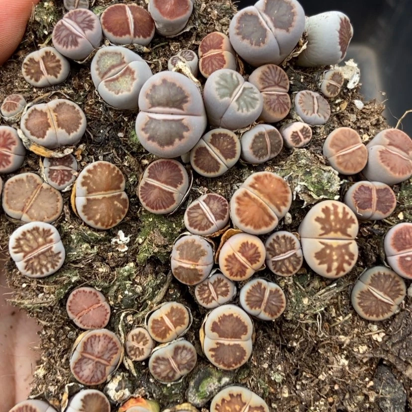 【闪购商品】2409菊切糕