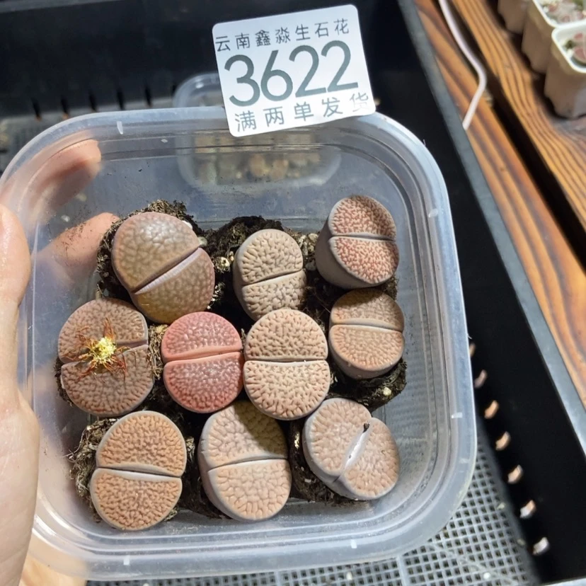 【闪购商品】3622特价10个大富贵一碗